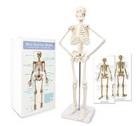 EVOTECH SCIENTIFIC Mini Human Skeleton Model for Anatomy, 17.7'' | Human Skeleton Model with Movable Arms and Legs on Base for Medical Teaching Education, Students Learning Tool