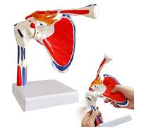 Evotech Shoulder Joint Model W/Muscle Insertions & Origins Painted, Medical Anatomy Skeleton Natural Cast For Accurate Representation, Life Size for Doctors Educational Tool, Medical Teaching Learning