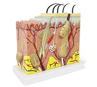 Evotech Skin Anatomical Model,50X Enlarged Skin Layer Structure Anatomy Model with Hair for Science Classroom Study Teaching Display Medical Skin Markers