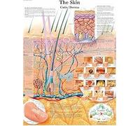 EWECVTODR The Skin Human Body System Anatomical Poster Educational Chart Frameless 40X60Cm