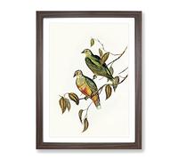 Ewing'S Fruit Pigeon Birds By Elizabeth Gould Vintage Framed Wall Art Print, Ready to Hang Picture for Living Room Bedroom Home Office Décor, Walnut A2 (64 x 46 cm)