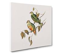 Ewing's Fruit Pigeons Bird by Elizabeth Gould Canvas Print | Gallery Wrapped 30mm Frame Wall Art | 14x14 inches | Ready to Hang | Retro Animals Picture | Living Room Bedroom Lounge Office
