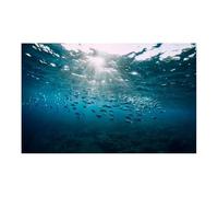 EWUHYFP Fish Tank Background 3D Aquarium Background Poster PVC Adhesive Sticker Fish Tank Underwater World Backdrop Ocean Sea Plants(Green,40x80cm)