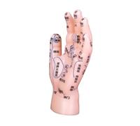 EXAOMBLE Acupuncture Model Hand Reflexology Massage Tool Foot Reflexology Pressure Point Training Tool for College Healthcare Spa
