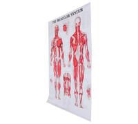 EXAOMBLE Human Anatomy Muscular System Chart Anatomical Wall Poster for Classroom and School Teaching Practical Cloth Material Educational Body Skeleton Illustration