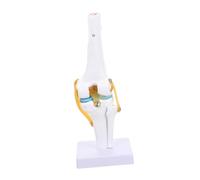 EXAOMBLE Scale PVC Medical Teaching Simulation Knee Joint Model for Palpation Skills and Morphology Study in Laboratory Supplies