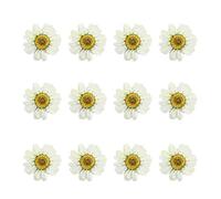 EXCEART Dried Daisy Flowers for Resin Diy Crafts 12Pcs Mini Flat Pressed White Daisies for Jewelry Making Nail Art Decoration