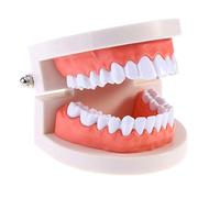 EXCEART Standard Teeth Model Dental Model Teeth Brushing Practice Typodonts Mode Teaching Studying Standard Model for Kids Children Random Color
