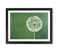 Excellent Dandelion Flower H1022 Framed Print for Living Room Bedroom Home Office Décor, Wall Art Picture Ready to Hang, Black A4 Frame (34 x 25 cm)