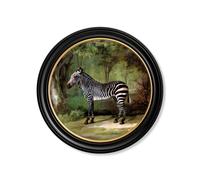Exceptional Art c.1763 George Stubb's Zebra - Round Frame - 96 x 96cm - Oxford Round