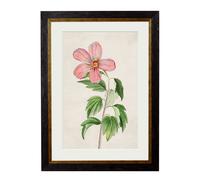 Exceptional Art c.1780 Flowering Plants - 38 x 50cm - Black - Rose Of Sharon