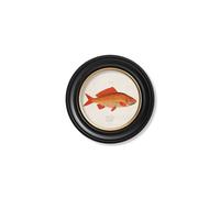 Exceptional Art c.1785 Goldfish and Golden Orfe - Round Frame - 44 x 44 cm - Black - Gold Fish