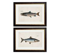 Exceptional Art c.1785 Studies of Salmon - 50 x 70cm - Black - Collection of 2