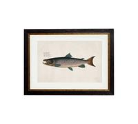 Exceptional Art c.1785 Studies of Salmon - 50 x 70cm - Black - Male Salmon