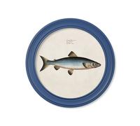 Exceptional Art c.1785 Studies of Salmon - Round Frame Blue - 70 x 70cm - Blue - Salmon Blue