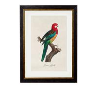 Exceptional Art C.1800's Collection of Parrots - 38 x 50cm - Black - Eastern Rosella
