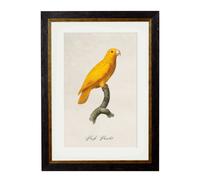 Exceptional Art C.1800's Collection of Parrots - 38 x 50cm - Black - Pacific Parrotlet