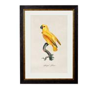 Exceptional Art C.1800's Collection of Parrots - 38 x 50cm - Black - Senegal Parrot