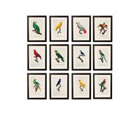 Exceptional Art C.1800's Collection of Parrots - 50 x 70cm - Black - Senegal Parrot