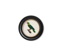 Exceptional Art C.1800's Collection of Parrots in Round Frames 1 - 44 x 44cm - Black - Great Billed Parrot
