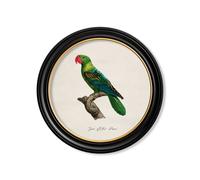 Exceptional Art C.1800's Collection of Parrots in Round Frames 1 - 70 x 70cm - Black - Great Billed Parrot