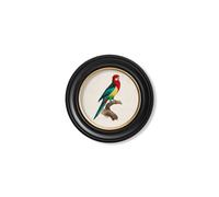 Exceptional Art C.1800's Collection of Parrots in Round Frames 2 - 44 x 44cm - Black - Eastern Rosella