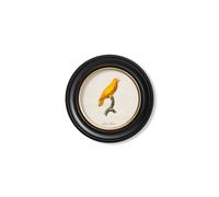 Exceptional Art C.1800's Collection of Parrots in Round Frames 2 - 44 x 44cm - Black - Pacific Parrotlet