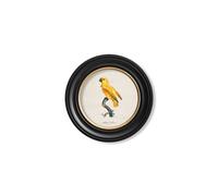 Exceptional Art C.1800's Collection of Parrots in Round Frames 2 - 44 x 44cm - Black - Senegal Parrot