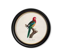 Exceptional Art C.1800's Collection of Parrots in Round Frames 2 - 70 x 70cm - Black - Eastern Rosella