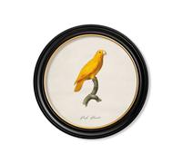 Exceptional Art C.1800's Collection of Parrots in Round Frames 2 - 70 x 70cm - Black - Pacific Parrotlet
