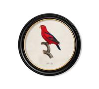 Exceptional Art C.1800's Collection of Parrots in Round Frames 2 - 70 x 70cm - Black - Red Lory