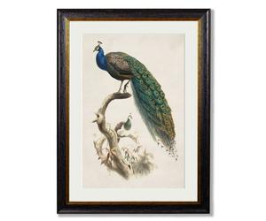 Exceptional Art c.1800's Indian Blue Peacock - 70 x 95cm - Oxford Slim