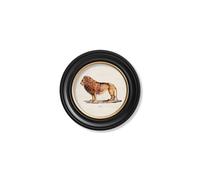 Exceptional Art c.1800s Lion & Lioness - Round Frames - 44 x 44cm - Black - Lion