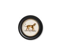 Exceptional Art c.1800s Lion & Lioness - Round Frames - 44 x 44cm - Black - Lioness