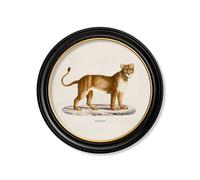 Exceptional Art c.1800s Lion & Lioness - Round Frames - 70 x 70cm - Black - Lioness