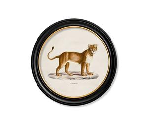 Exceptional Art c.1800s Lion & Lioness - Round Frames - 70 x 70cm - Black - Lioness