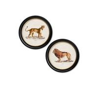 Exceptional Art c.1800s Lion & Lioness - Round Frames - 70 x 70cm - Black - Set of 2