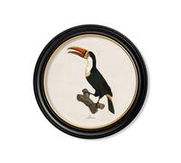 Exceptional Art c.1809 Toucans - Round Frame - 70 x 70cm - Black - Left Facing Toucan