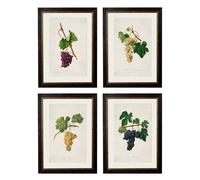 Exceptional Art c.1817 Collection of Botanical Grapes - 38 x 50cm - Black - Collection of 4