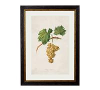 Exceptional Art c.1817 Collection of Botanical Grapes - 38 x 50cm - Black - Rossese Bianco Grape