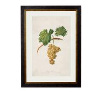 Exceptional Art c.1817 Collection of Botanical Grapes - 50 x 70cm - Black - Rossese Bianco Grape