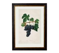 Exceptional Art c.1817 Collection of Botanical Grapes - 50 x 70cm - Black - Sangiovese Grape