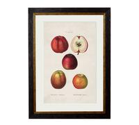 Exceptional Art c.1819 Study of British Fruit - 50 x 70cm - Black - Red Apples