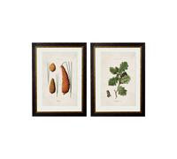 Exceptional Art c.1819 Study of British Leaves and Pinecones - 38 x 50cm - Black - Collection of 2