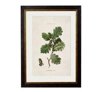 Exceptional Art c.1819 Study of British Leaves and Pinecones - 38 x 50cm - Black - Oak Leaf
