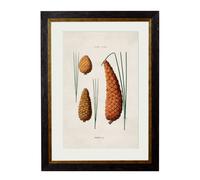 Exceptional Art c.1819 Study of British Leaves and Pinecones - 38 x 50cm - Black - Pine Cone