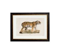 Exceptional Art c.1824 Tiger - 38 x 50cm - Black - Framed Print