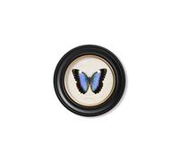 Exceptional Art c.1835 Tropical Butterflies - Round Frames - 44 x 44cm - Black - Blue Butterfly