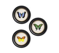 Exceptional Art c.1835 Tropical Butterflies - Round Frames - 44 x 44cm - Black - Collection of 3
