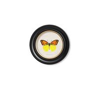 Exceptional Art c.1835 Tropical Butterflies - Round Frames - 44 x 44cm - Black - Yellow Butterfly